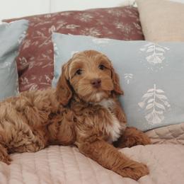 Dolce - Apricot female Goldendoodle puppy in Atlanta, Georgia from Cedarcrest Goldendoodles