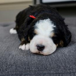 Simon - Tri-color male Bernedoodle puppy in Murray, Utah from Sun Valley Doodles