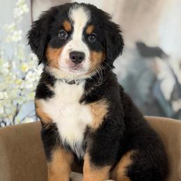 Bruno - Tri-color male Bernese Mountain Dog puppy in Yuciapa, California from AlltheDoodlez_