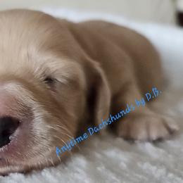 Frost 3875 - Cream male Dachshund puppy in Ben Wheeler, Texas from Anytime Dachshunds by D.B.