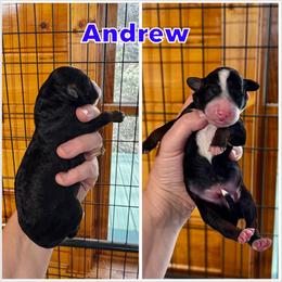 Andrew - Tri-color male Bernedoodle puppy in Banner Elk, North Carolina from Walnut Tree Bernedoodles