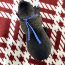 Blue Collar - Mahogany male Belgian Malinois puppy in Trenton, Georgia from Laeknir K9