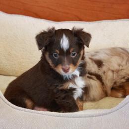 River - Red tri male Toy Australian Shepherd puppy in Albia, Iowa from J Bar M Toy and Mini Aussies