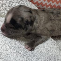 Girl 1 - Merle female Pomsky puppy in Gunter, Texas from The Painted Pomsky