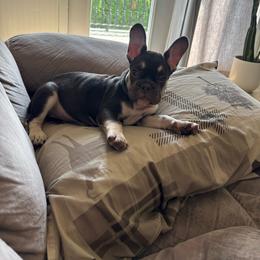 Serena - Black and tan female French Bulldog puppy in Ronks, Pennsylvania from Bleu Rock French Bulldogs