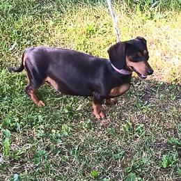 Dachshund puppies from Amberly's Dachshunds