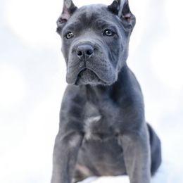 Nala - Gray female Cane Corso puppy in Kent, Washington from Grande Kennels