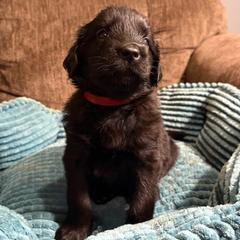 Ruby - Black female Flat-Coated Retriever puppy in Saxapahaw, North Carolina from Banquo