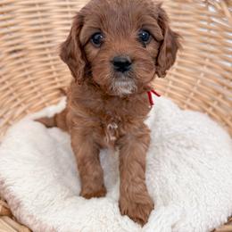 Bagel - Red male Cavapoo puppy in Apache Junction, Arizona from Coffey House Doodles