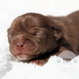 Quill - Chocolate and white male Chihuahua puppy in Forsyth, Georgia from Brooks Grove Canines LLC