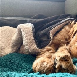 Australian Labradoodles from Sweet Maple Labradoodles, LLC