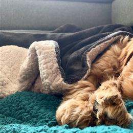 Australian Labradoodles from Sweet Maple Labradoodles, LLC