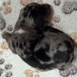 Jasmine - Dapple female Dachshund puppy in Martinsville, Indiana from Witchy Woman’s Wiener’s