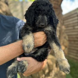Goldendoodle Puppies from Simply Doodles Ojai