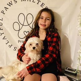 Wiggles - Maltese