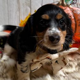 Dexter (Baloo) - Piebald male Dachshund puppy in Fayetteville, West Virginia from Loop Creek Dachshunds