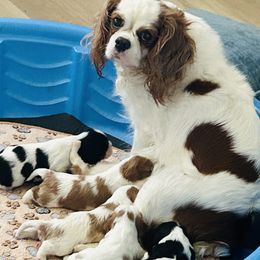 Cavalier King Charles Spaniel puppies from McKenna Cavaliers in Southern California