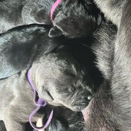 Cane Corso Puppies from Killing Joke Kennels, LLC