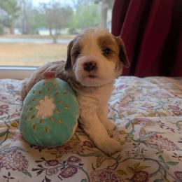 Cosette - Blenheim female Cavapoo puppy in Newport, North Carolina from Crystal Coast Cavapoodles