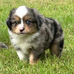 Iceman - Blue merle male Toy Australian Shepherd puppy in Stephenville, Texas from Rising JM Pembrokes