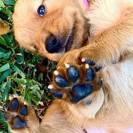 Golden Retriever Puppies from Rowan Retrievers