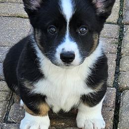 Cardigan Welsh Corgi Puppies from Welswood Cardigans
