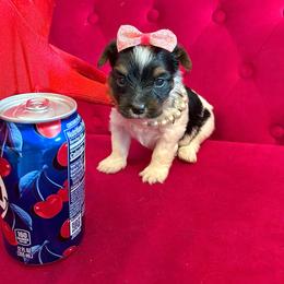 Cherry - Parti female Yorkipoo puppy in Pennsauken, New Jersey from Noir Luxe Litters of NJ