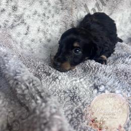 Milo - Black and tan male Dachshund puppy in Lufkin, Texas from CSW Dachshunds