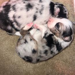Girl 4 - Blue merle female Australian Shepherd puppy in Welda, Kansas from McDaniel Aussies of Kansas LLC