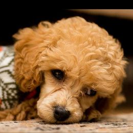 Poodle Puppies from Puppy Love 4ever