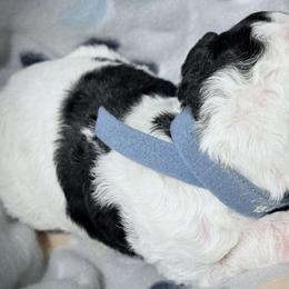 Goldendoodle and Poodle Puppies from Southern Stroll Poodles & Doodles