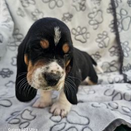 MEATBALL 2.0 - Black white and brown male Basset Hound puppy in Big Rapids, Michigan from Basket Hound Bassets