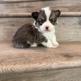 Wonder (Fluffy) - Sable male Pembroke Welsh Corgi puppy in Phelan, California from Desert Sunset Pembroke Welsh Corgis