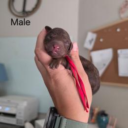 Sparky - Phantom male Poodle puppy in Plainfield, New Jersey from Caris Paws Poodles and Labradoodles