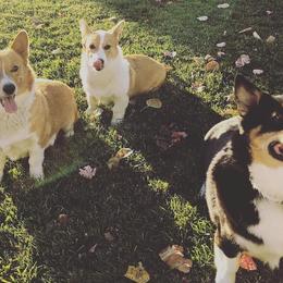 Pembroke Welsh Corgis from Circle K Corgis