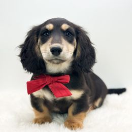 Male 3 - Black and cream male Dachshund puppy in Moses Lake, Washington from Evergreendox Dachshunds
