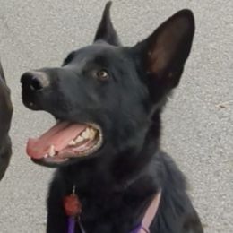 Heathen - German Shepherd