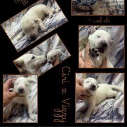 TOFFEE Boy - White male German Shepherd puppy in Apache Junction, Arizona from CS Vista Farms