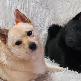 Schipperkes from Walking Hart Schipperkes