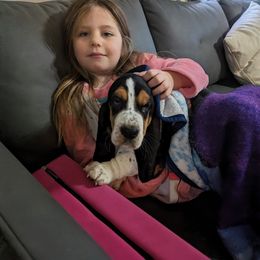 Basset Hound Puppies from The Clumsy Kentucky Bassets