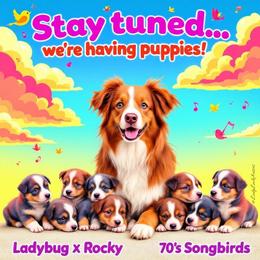 DOLLY - Red Merle Female - Red merle female Australian Shepherd puppy in Gainesville, Texas from Lady Luck Aussies