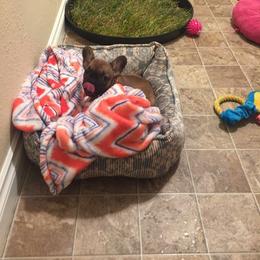French Bulldog Puppies from Lilac City French Bulldogs