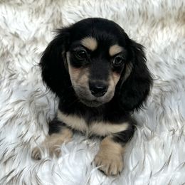 Starla's Black and Cream - Black and cream female Dachshund puppy in Kalama, Washington from Dazzling Doxies