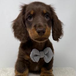 Prince - Chocolate and tan male Dachshund puppy in Pulaski, Tennessee from Billboard Doxies