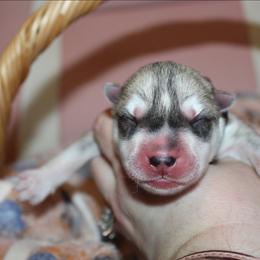 Purple - Gray and white male Siberian Husky puppy in Le Sueur, Minnesota from Tevana Siberians LLC