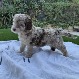 Girl 1 - female Australian Mountain Doodle puppy in Fullerton, California from Emerald Creek Doodles