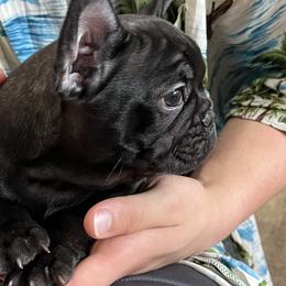 Bo - Brindle and white male French Bulldog puppy in Alabama from Rathbone Bulldogs