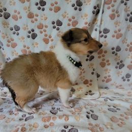 Collie Puppies from Boorman Mountain Kennel
