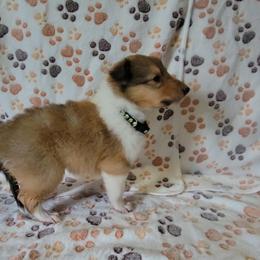 Collie Puppies from Boorman Mountain Kennel