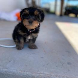 Assorted Doodle Crosses, Double Doodle, Maltipoo, Morkie, and Yorkipoo Puppies from Danza Bolo